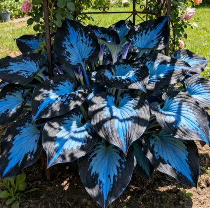 💥Oferta 2025 🌌Semillas de Hosta Corazón Azul Medianoche, Planta Perenne de Sombra para Jardín