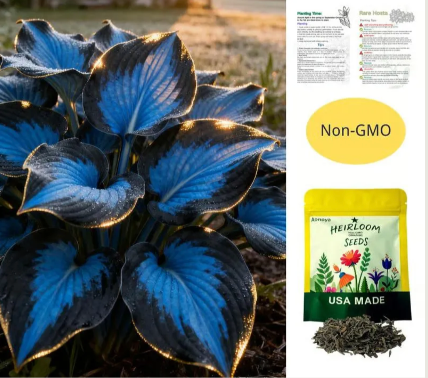 💥Oferta 2025 🌌Semillas de Hosta Corazón Azul Medianoche, Planta Perenne de Sombra para Jardín